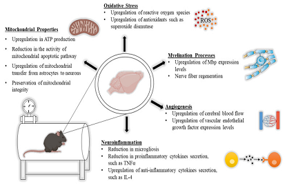 HBOT في الأمراض العصبية: الآثار الجزيئية والعلاجية المفيدة